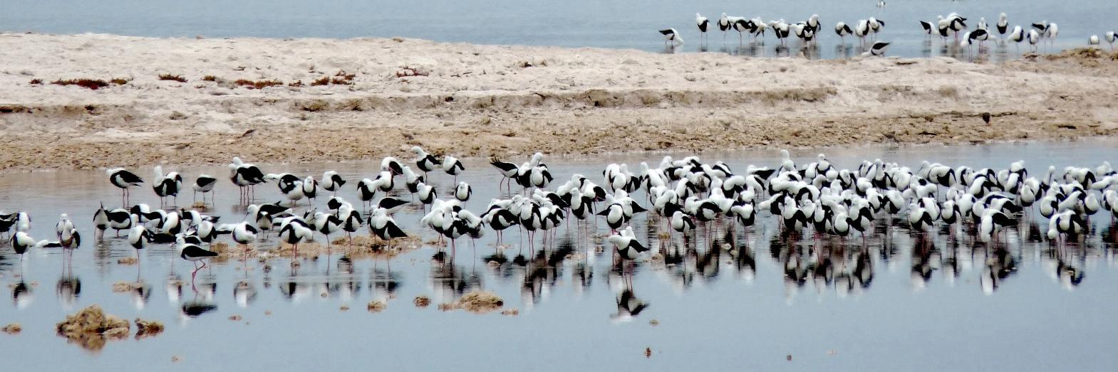WA Birding banner