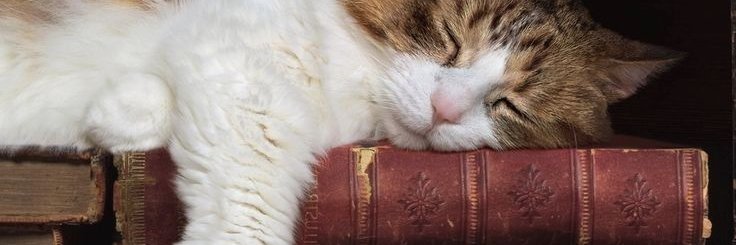 Roxanne/📖: A Guardiã de Histórias - V. E. Schwab banner