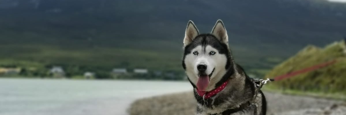 MayaMayoHusky's profile banner image