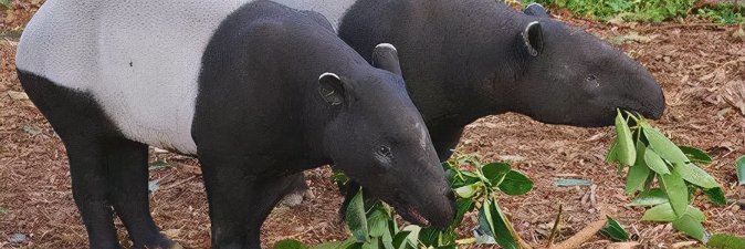 Kashwe(💙,🧡) ❤️ Memecoin꧁IP꧂ banner