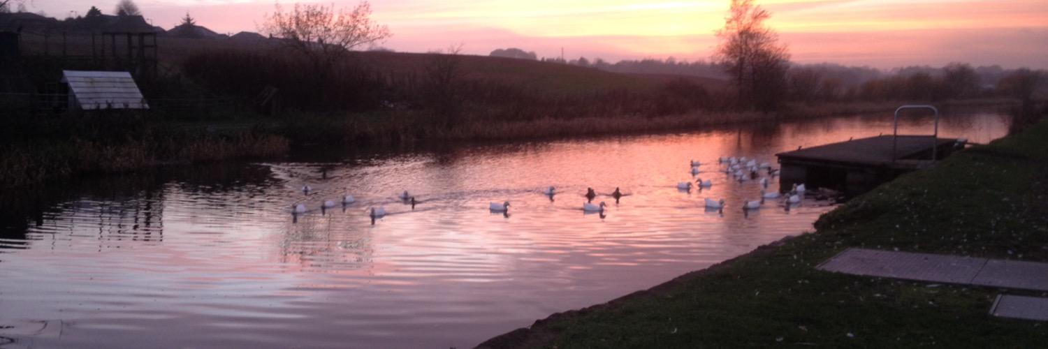 simia exspiravit banner