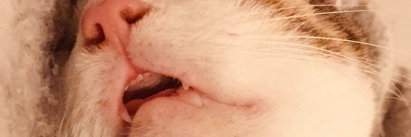 isabelach97's profile banner image