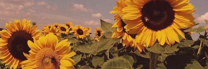 baileyssmu's profile banner image