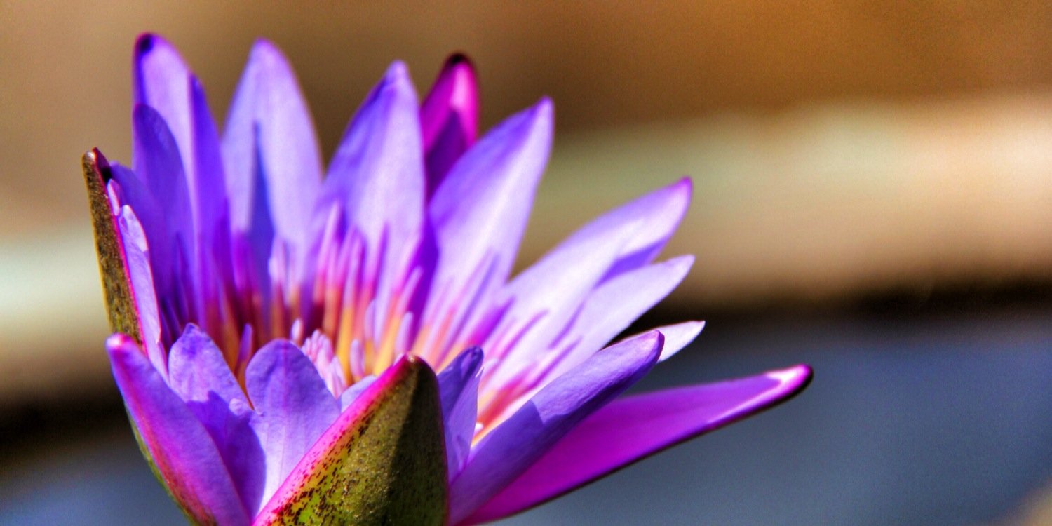 tania_sinibaldi's profile banner image