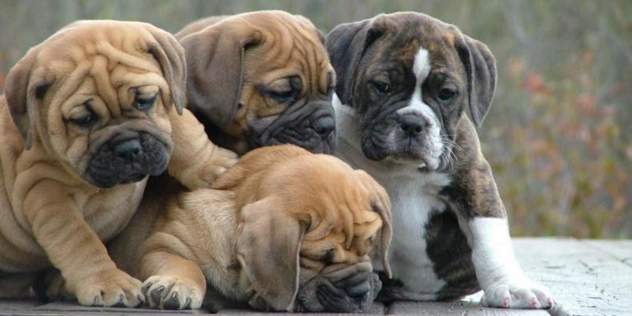 Fairmount PTA banner