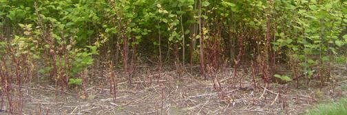 knotweed_chris's profile banner image