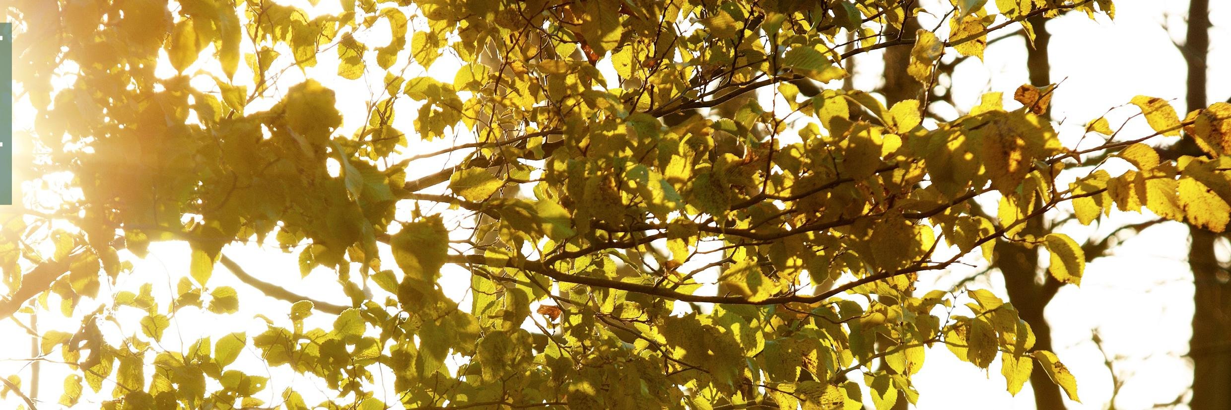 jadekeele's profile banner image