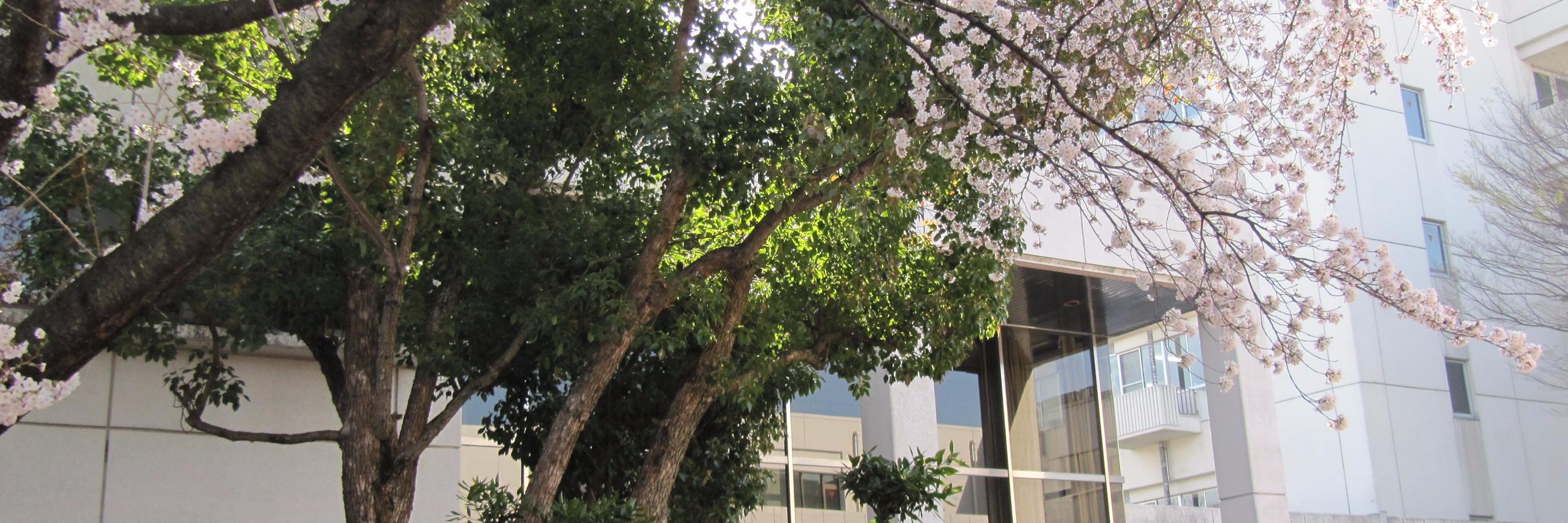 NashiLibM's profile banner image
