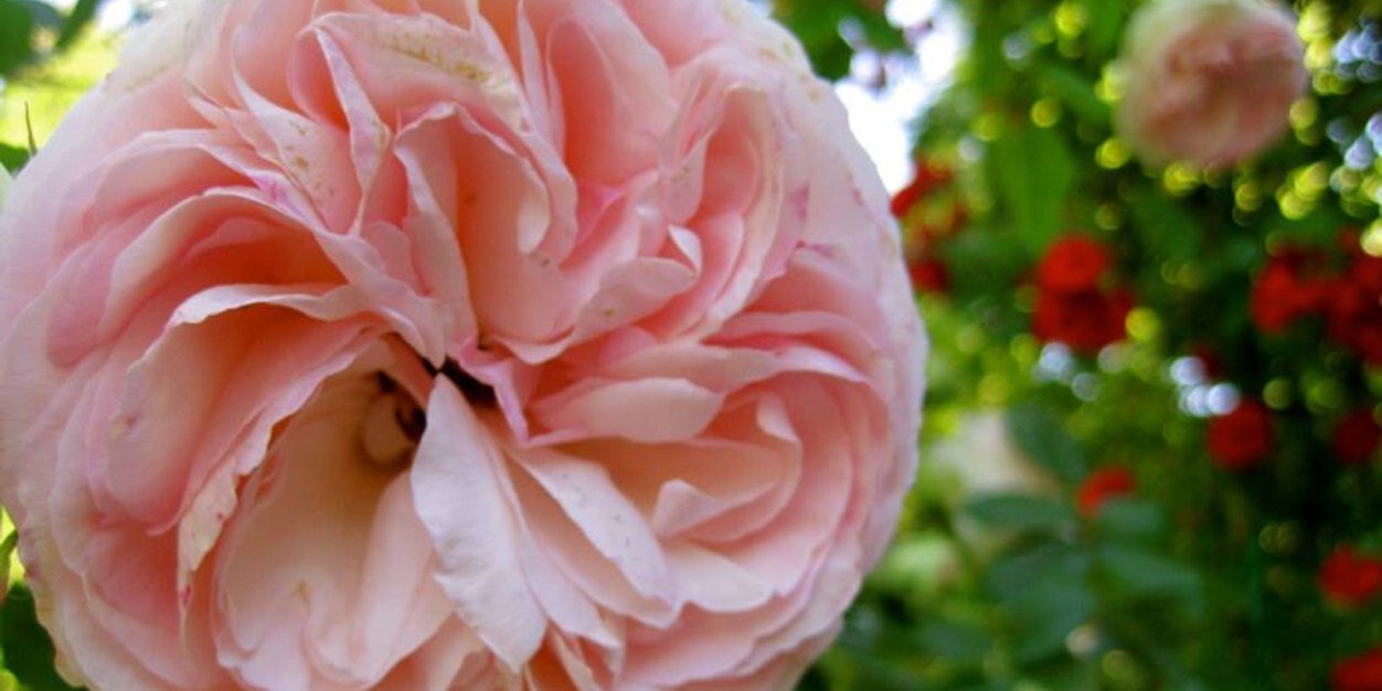 olyviaanne's profile banner image