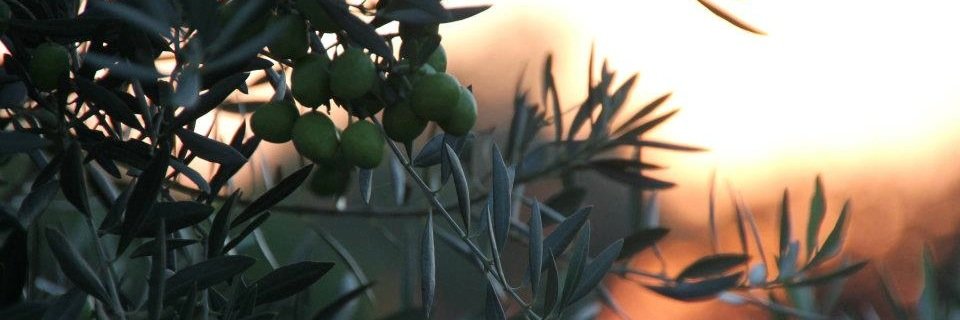 huilesdolive's profile banner image