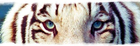 EldredNoronha's profile banner image