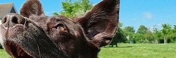 Duckforever's profile banner image