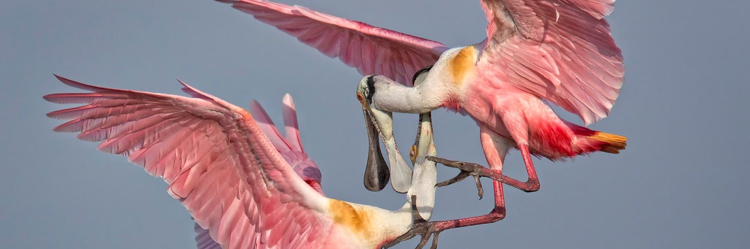 spoonbill49's profile banner image