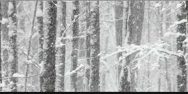 WolfieOBrien's profile banner image