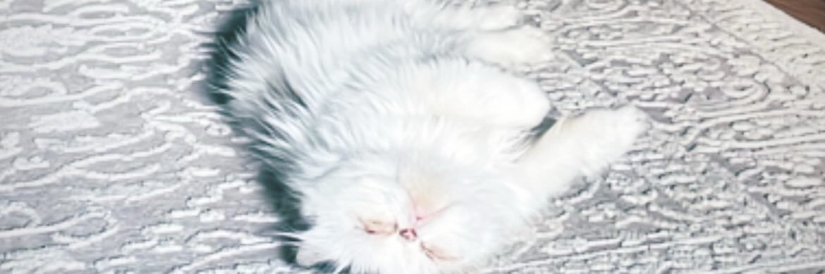 CocoRobichaux's profile banner image