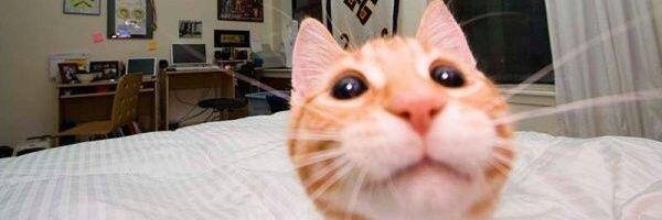 pastoduck's profile banner image