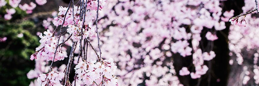 _pupuren's profile banner image