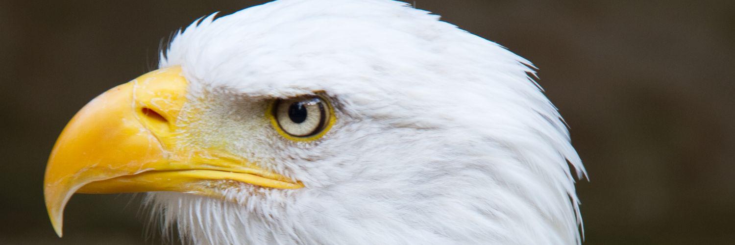 Gabrolap's profile banner image