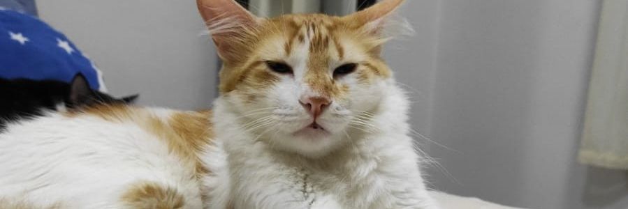 ecarolineborges's profile banner image