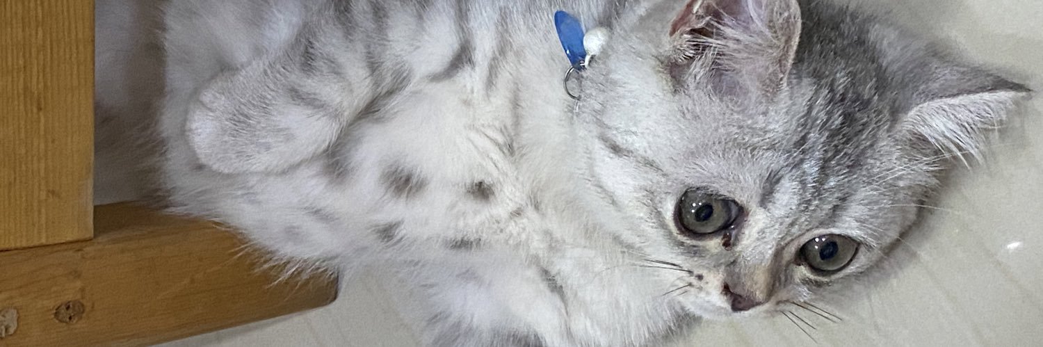 catzyyyyy's profile banner image