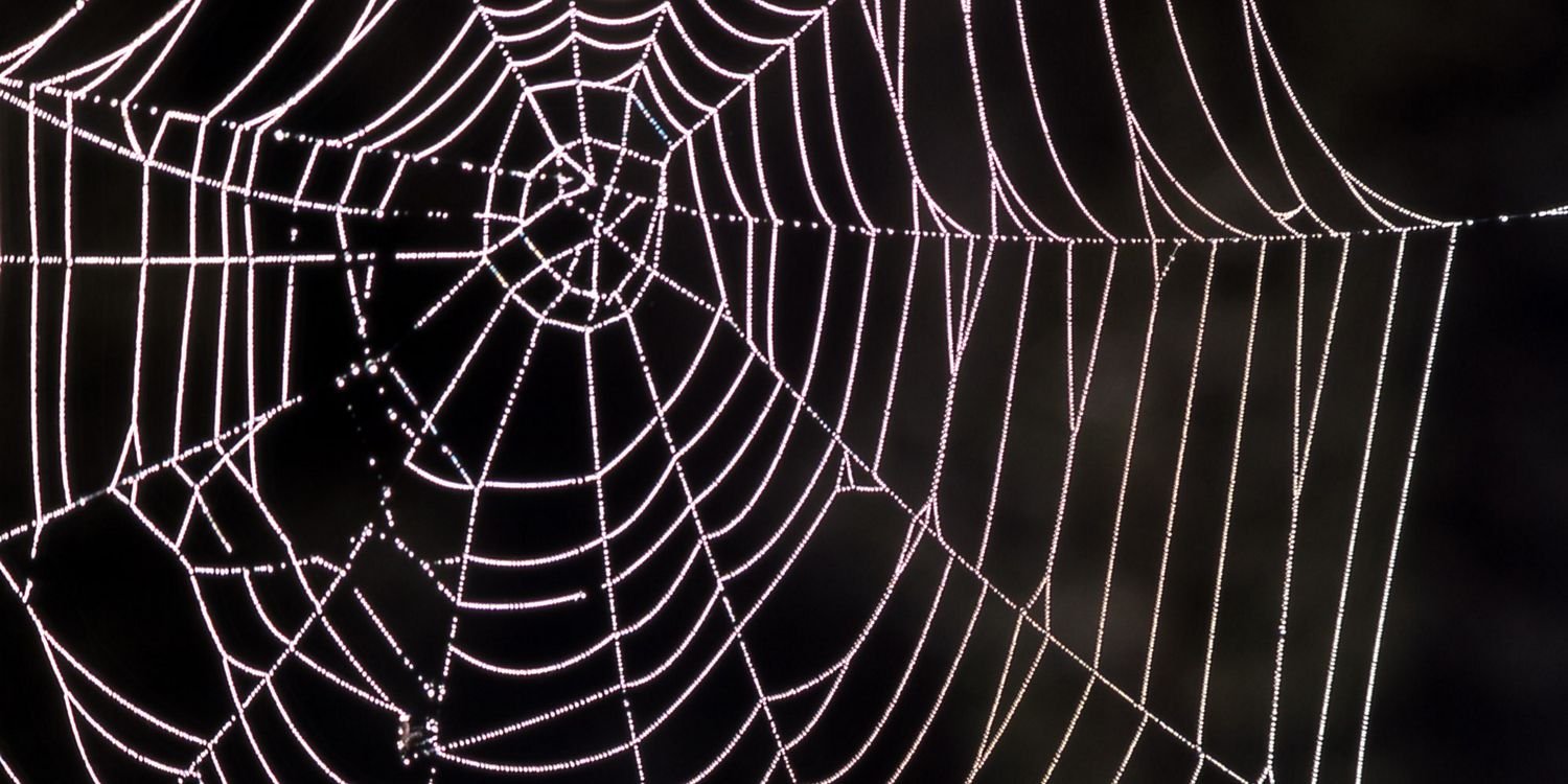 spider_tweet's profile banner image