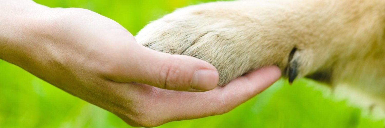 Pets4Care's profile banner image
