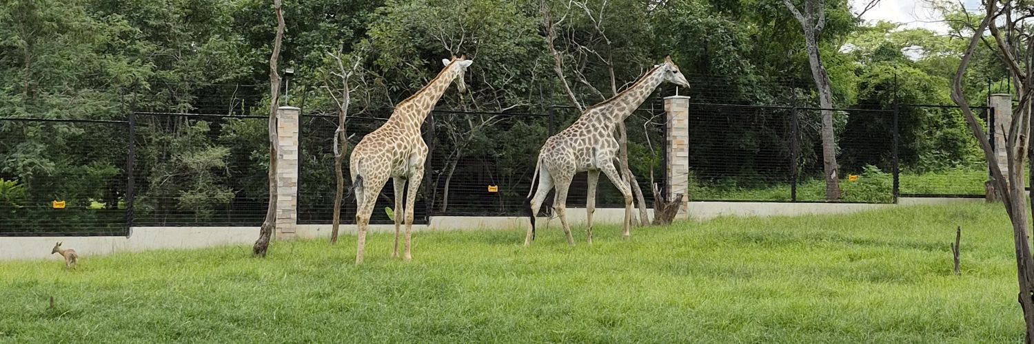Tiwongebanda27's profile banner image