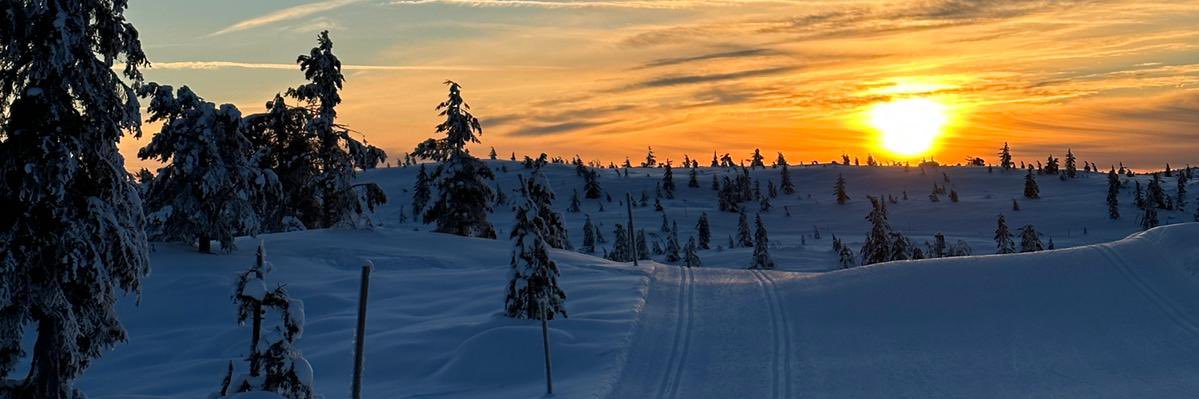 Juliane Winkelmann banner