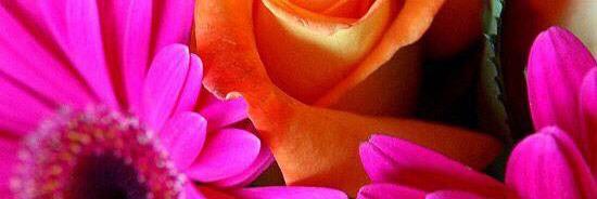 NaturalENecole's profile banner image