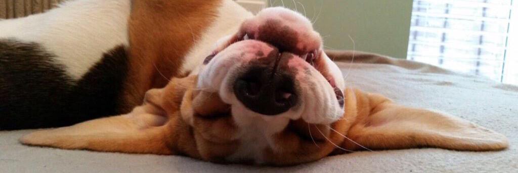 mylothebeagle's profile banner image