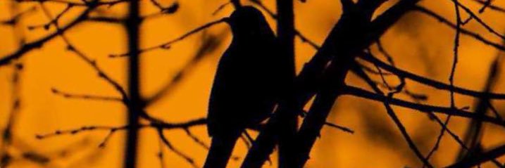 Booye_511's profile banner image