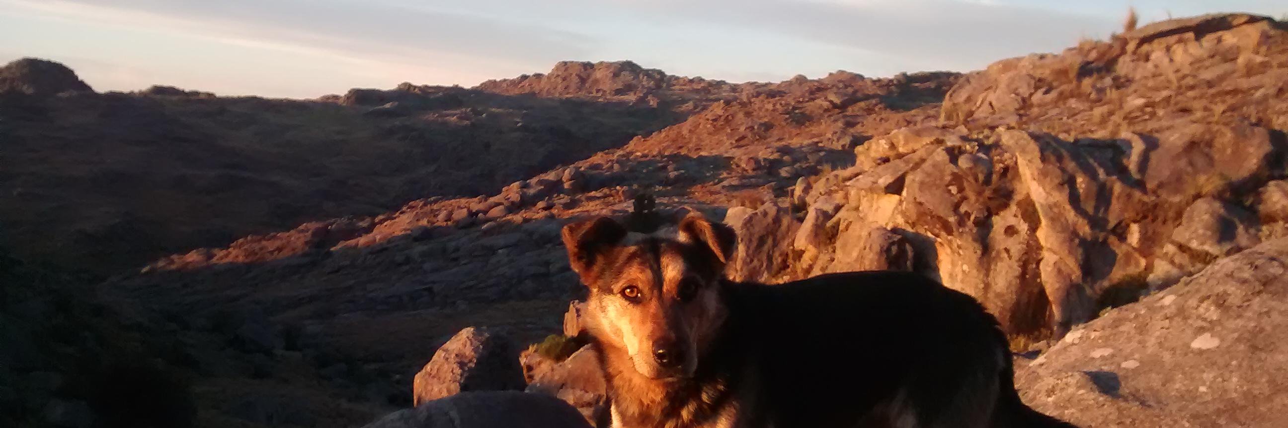 Mariano Botta banner