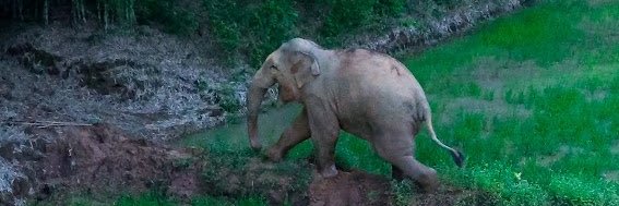 สงสารน้องหูพับ banner