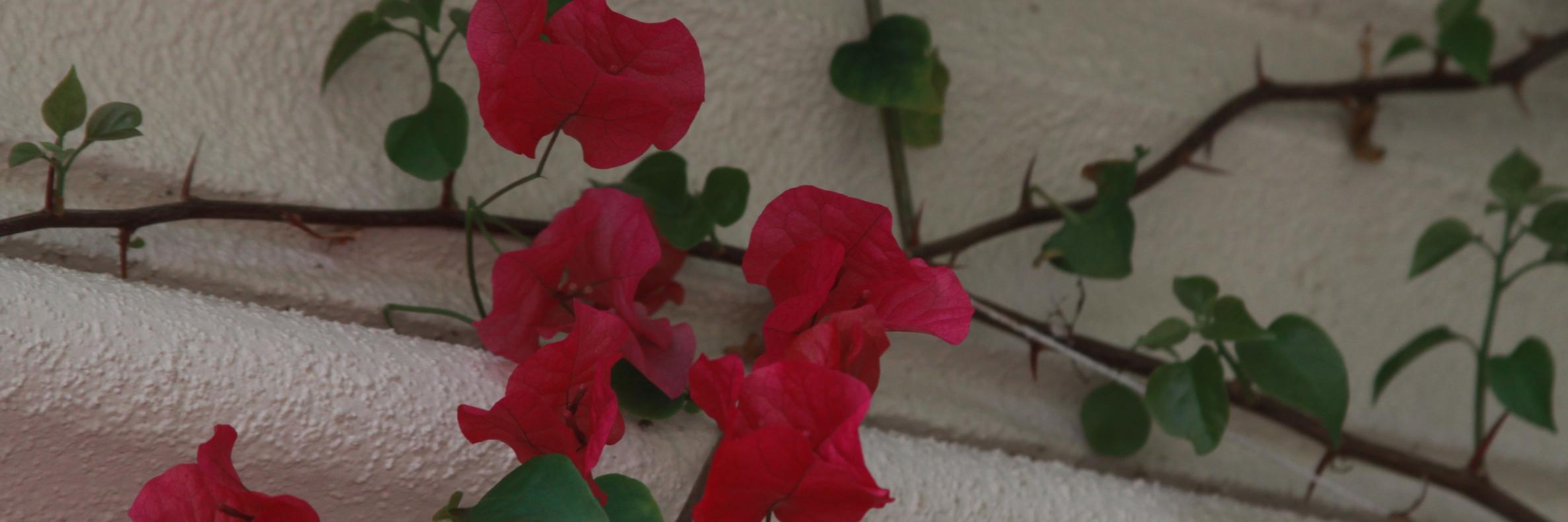 sondralongo's profile banner image