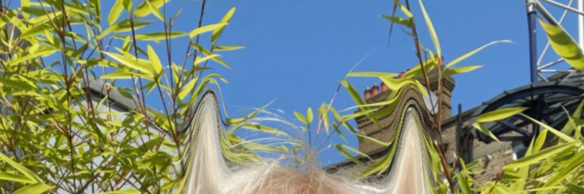 elcongo14's profile banner image