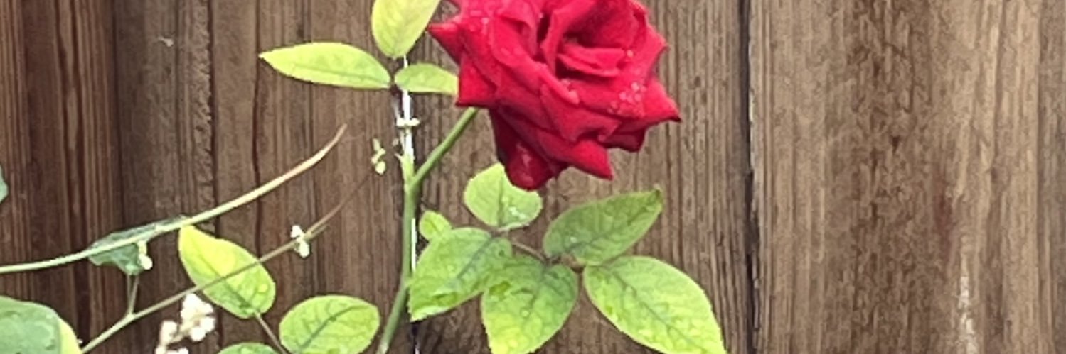 hannahparadise2's profile banner image
