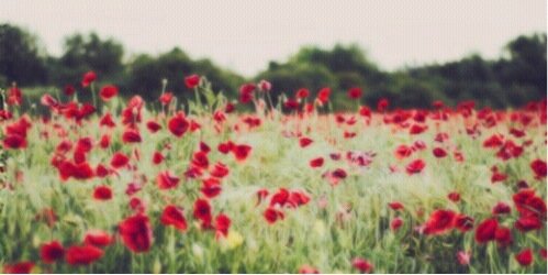 Aofmeredith's profile banner image