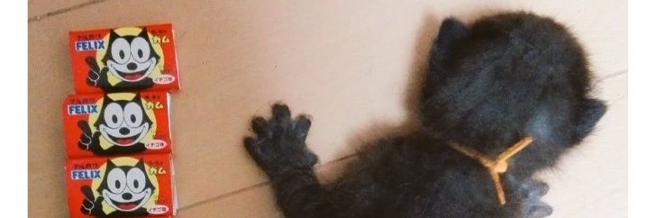 tora_mane's profile banner image