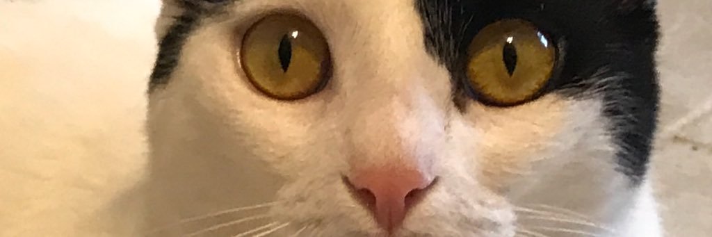 firestarter101's profile banner image