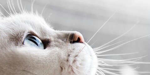 deasies's profile banner image