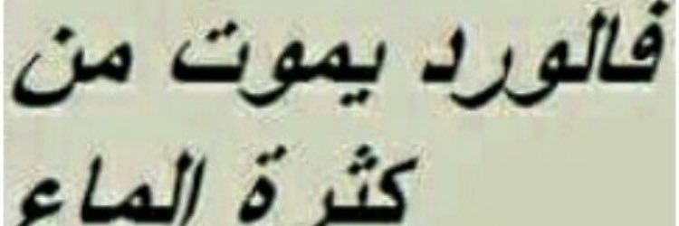 yalbaroot4's profile banner image