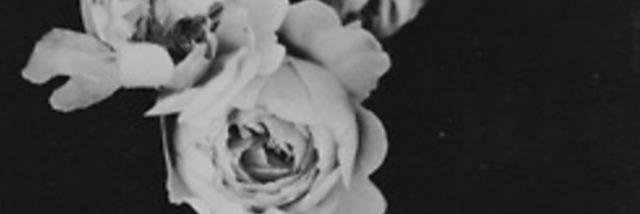 jesamacka's profile banner image