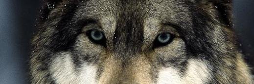 WolfCatDragon's profile banner image