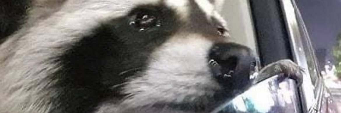 MestasNoah's profile banner image