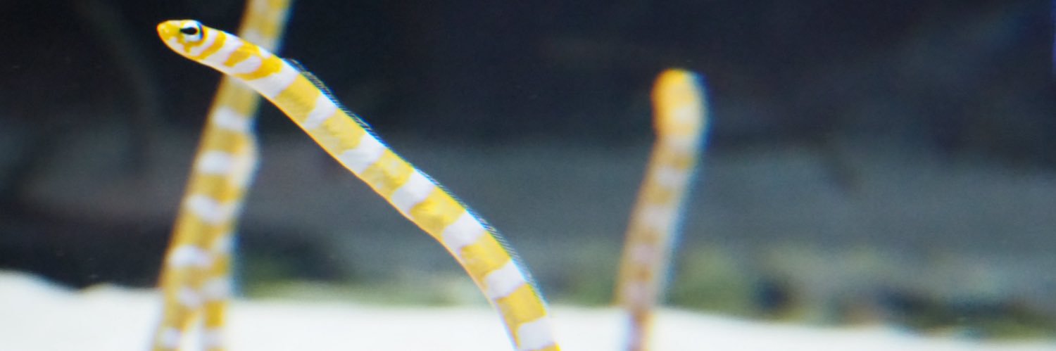 Nokera_'s profile banner image