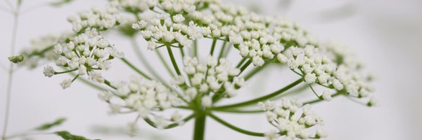 IeneLammers Profile Banner