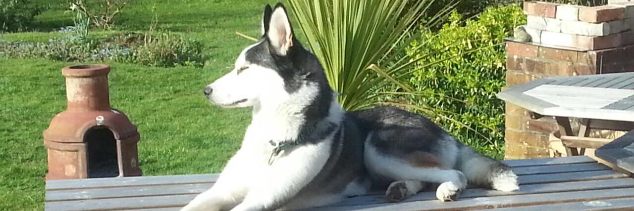 Husky_Girl's profile banner image