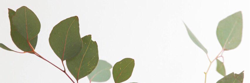 yeasttee's profile banner image