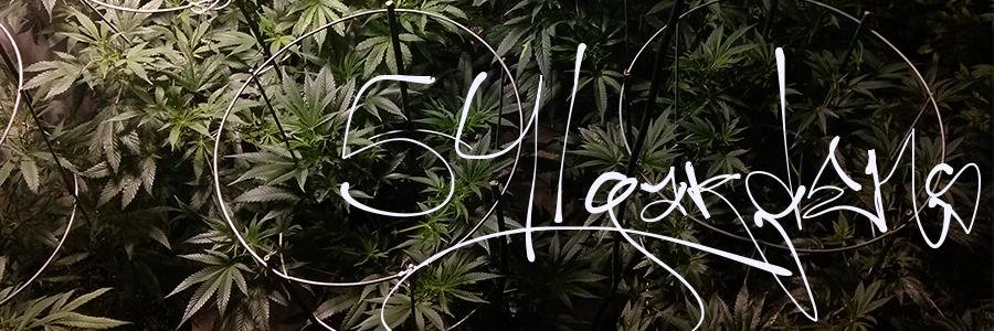541gardens's profile banner image