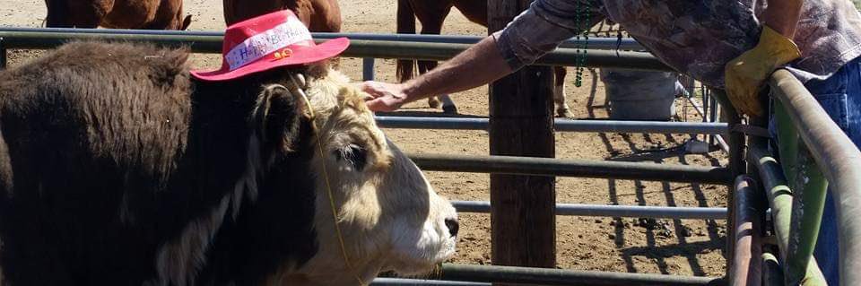 Clint Williams banner